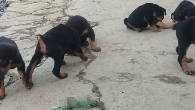 Doberman Pinscher Puppy | Brown & Tan, farm video