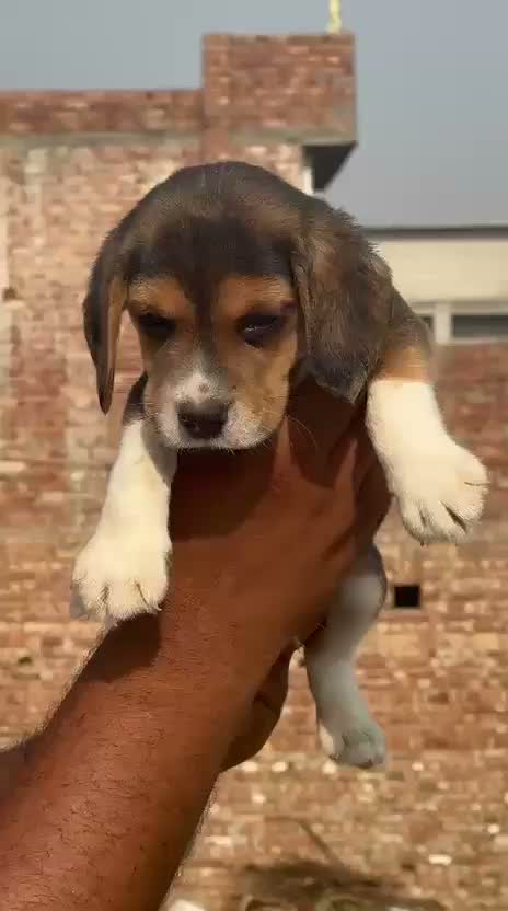 Beagle Black & Tan Puppy, farm video