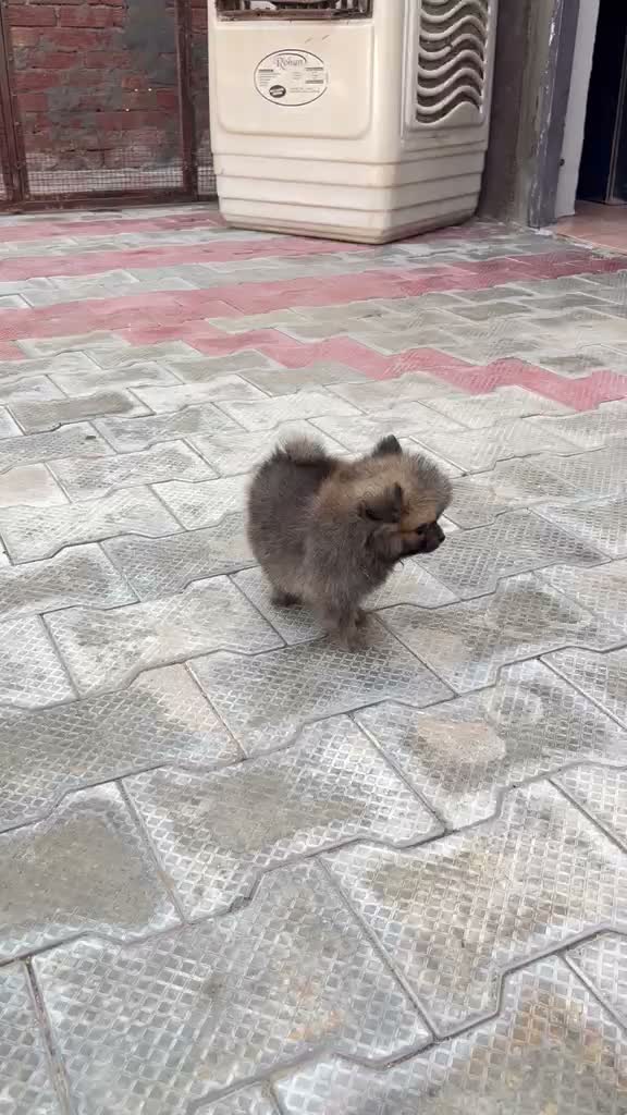 Pomeranian Puppy, farm video