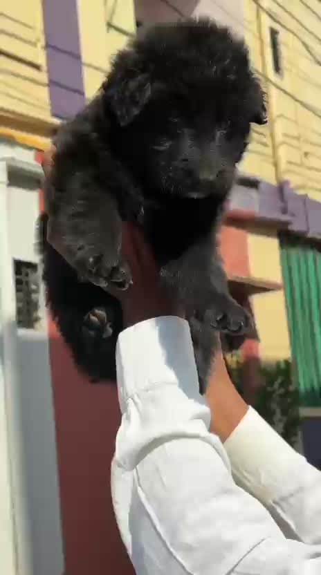 German Shepherd Puppy, farm video
