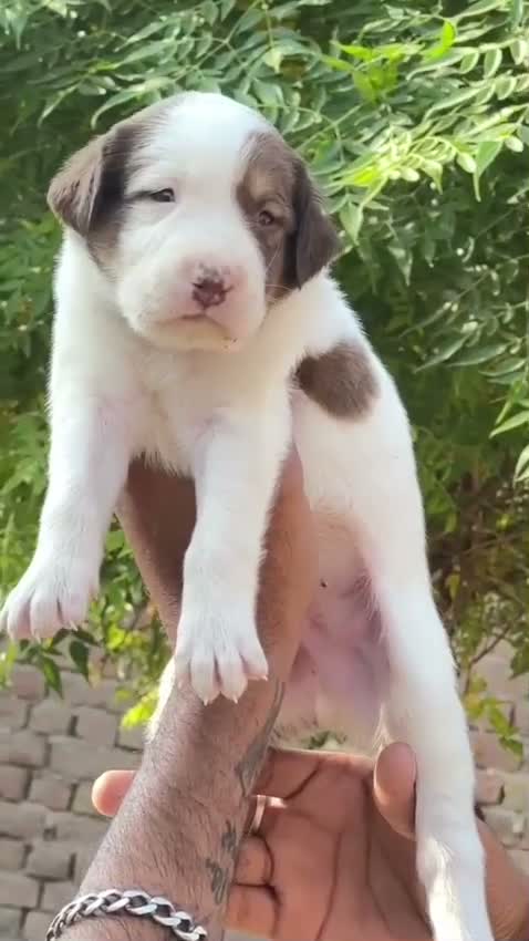 American Bully Pocket Size Puppy, farm video