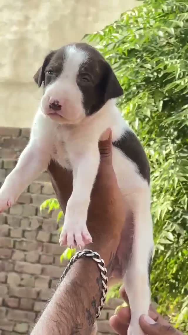 American Bully Pocket Size Puppy, farm video