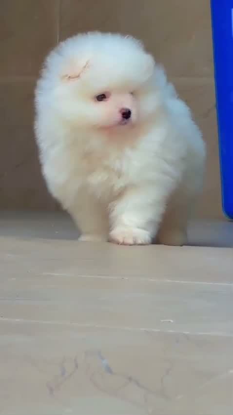 Pomeranian Puppy, farm video