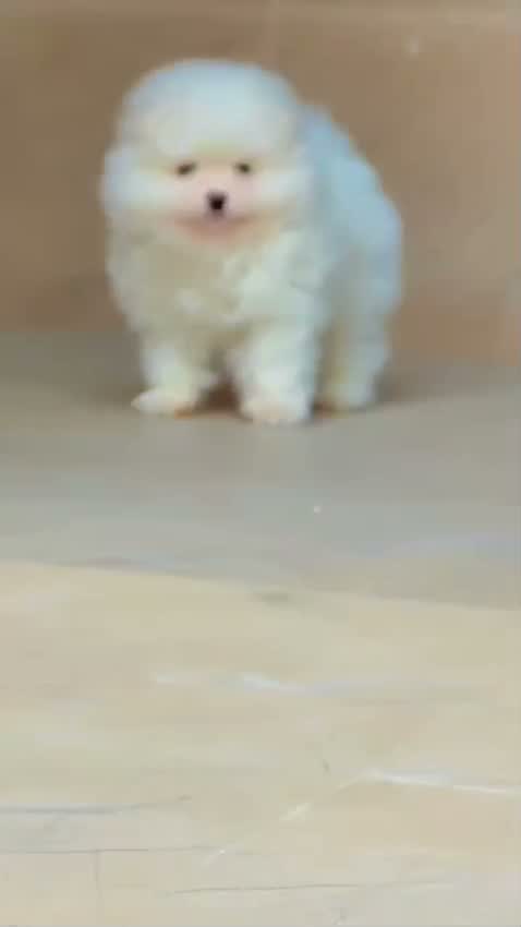 Pomeranian Puppy, farm video