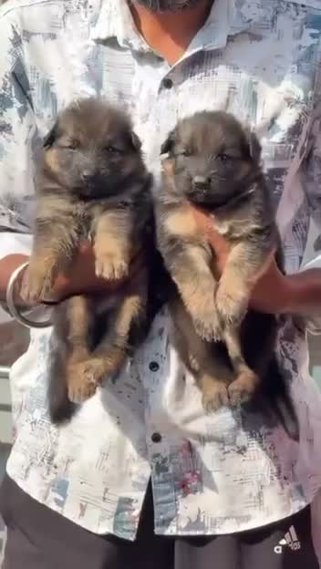 German Shepherd Puppy, farm video