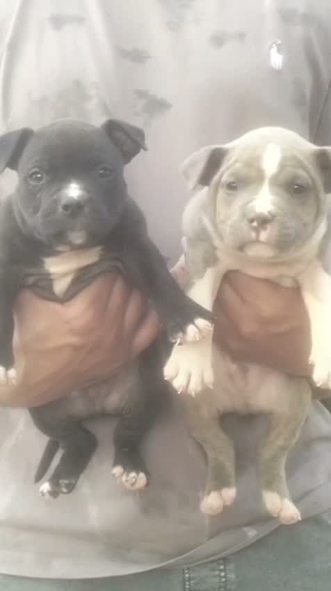 American Bully Pocket Size Puppy, farm video