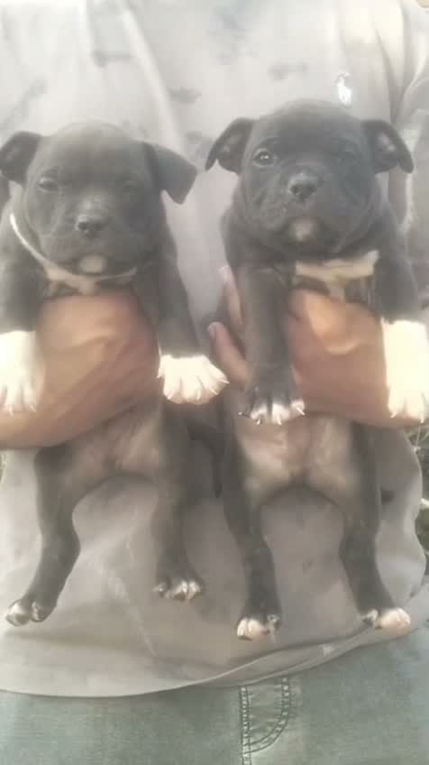 American Bully Pocket Size Puppy, farm video