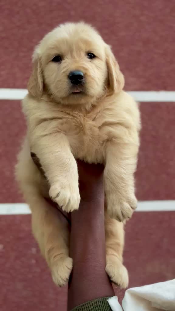 Golden Retriever, farm video