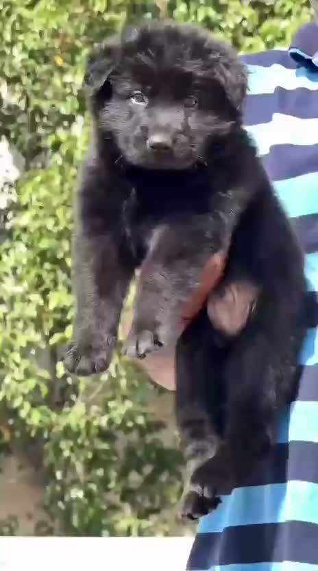German Shepherd Puppy, farm video