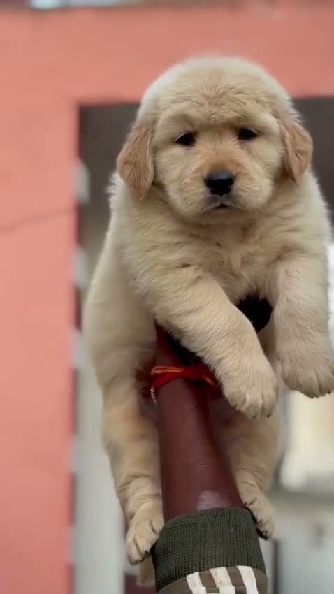 Golden Retriever, farm video