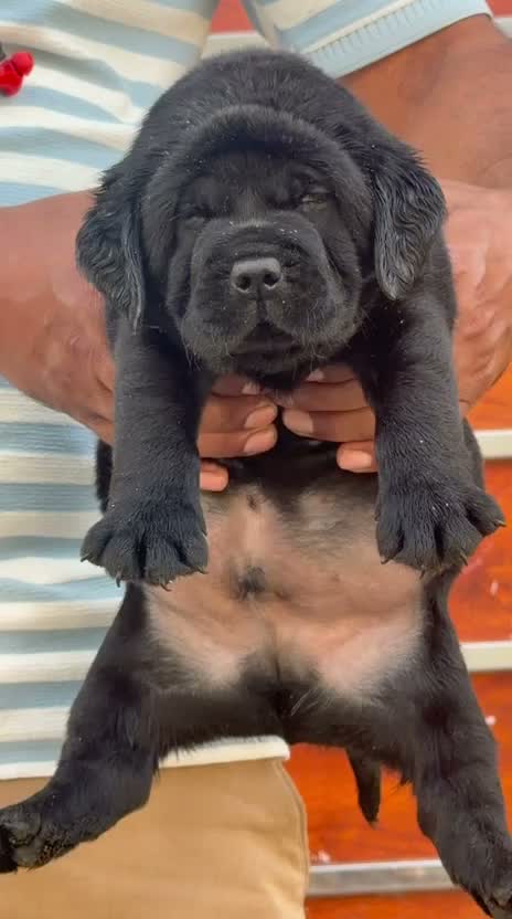 Beagle Black & Tan Puppy, farm video