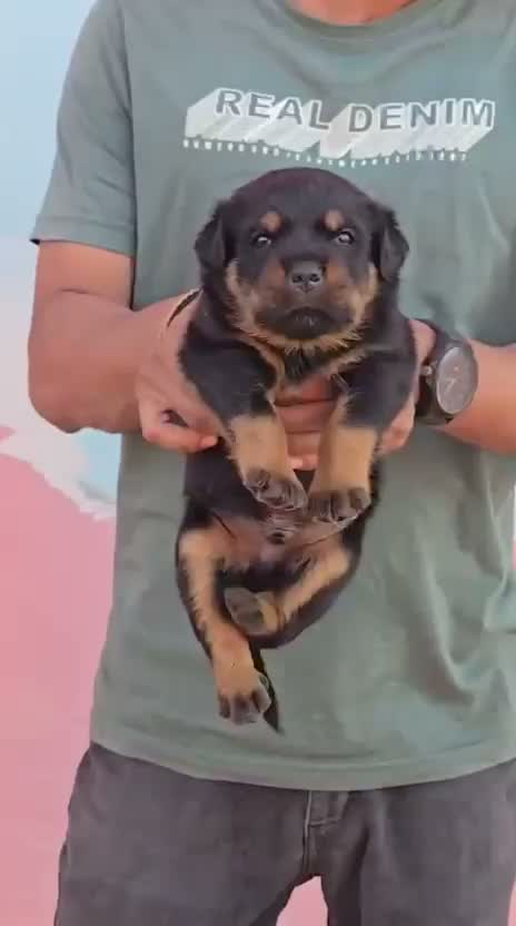 Rottweiler Puppy, farm video