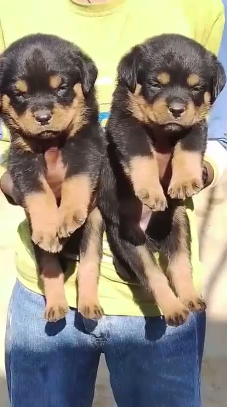 Rottweiler Puppy, farm video