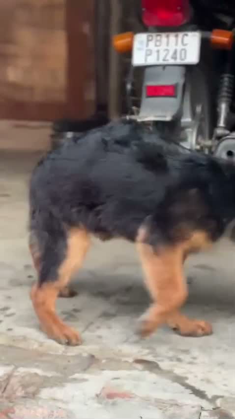 German Shepherd Puppy, farm video