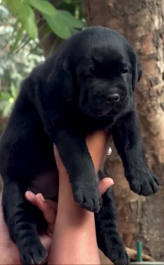 Beagle Black & Tan Puppy, farm video