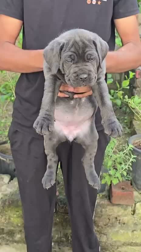 Cane Corso Puppy, farm video