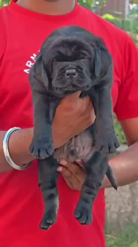 Beagle Black & Tan Puppy, farm video