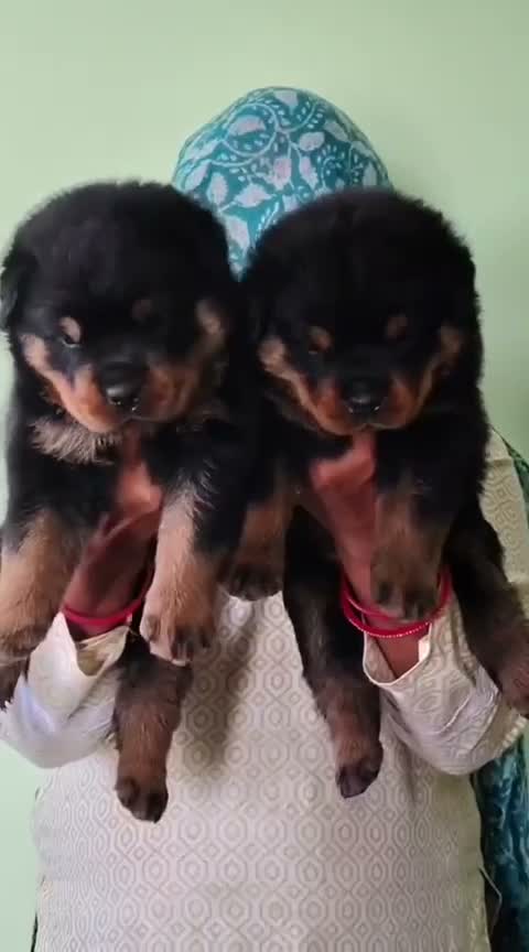 Rottweiler Puppy, farm video