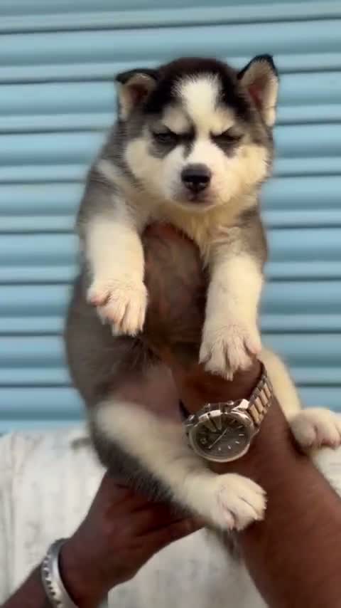 Siberian Husky Puppy | Black & White Color, farm video