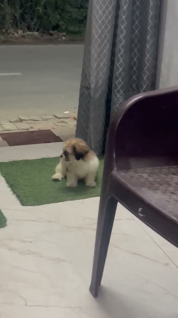 Dachshund Puppy | Brown & Tan, farm video