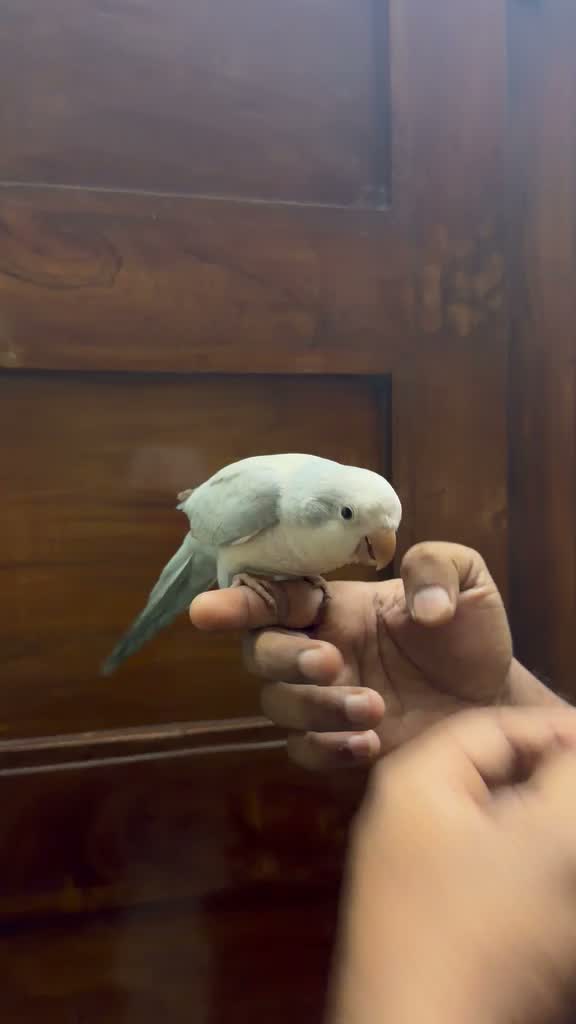 Albino Monk, farm video