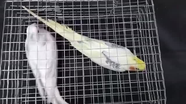 Cockatiel | Pied, farm video