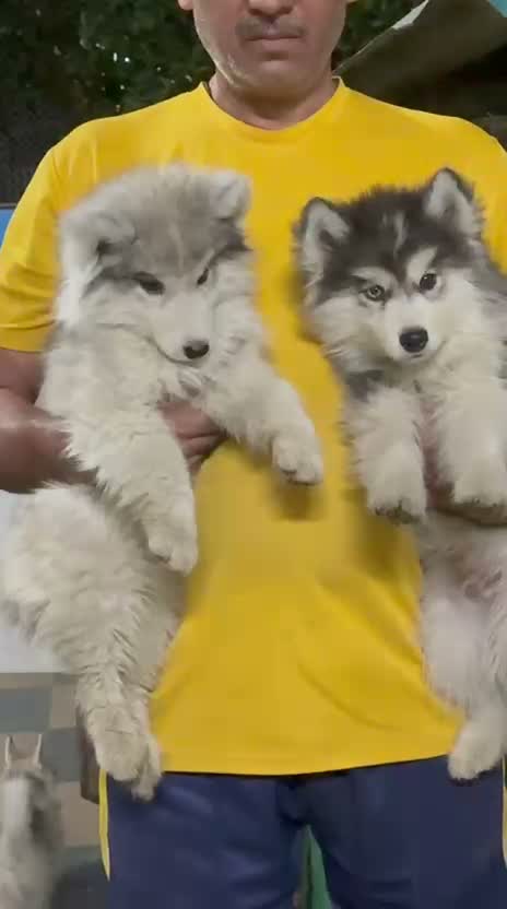 Siberian Husky Puppy | Black & White Color, farm video