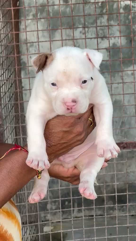American Bully Pocket Size Puppy, farm video