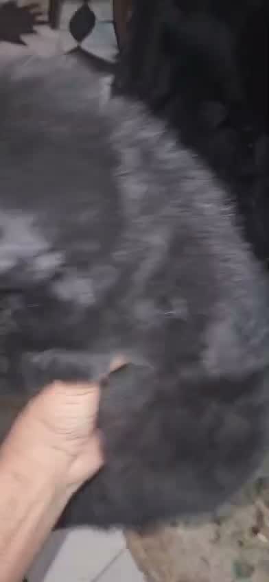 German Shepherd Puppy, farm video