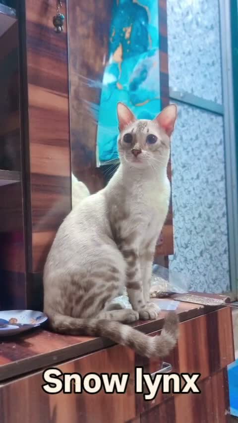 Bengal Kitten, farm video