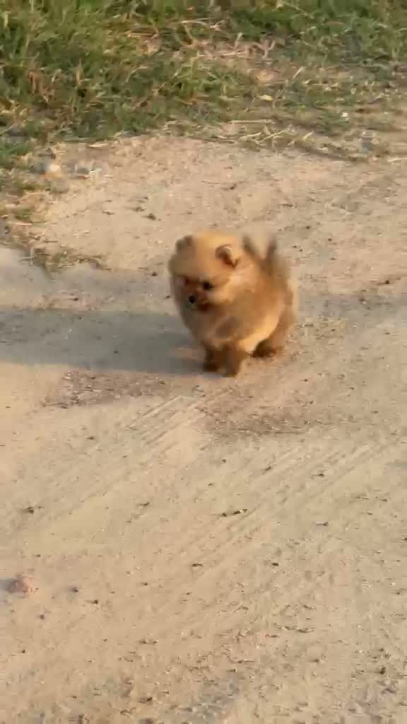 Pomeranian Puppy, farm video