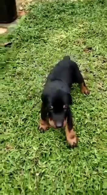 European Doberman Puppy, farm video