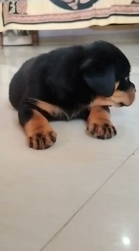Dachshund Puppy | Brown, farm video