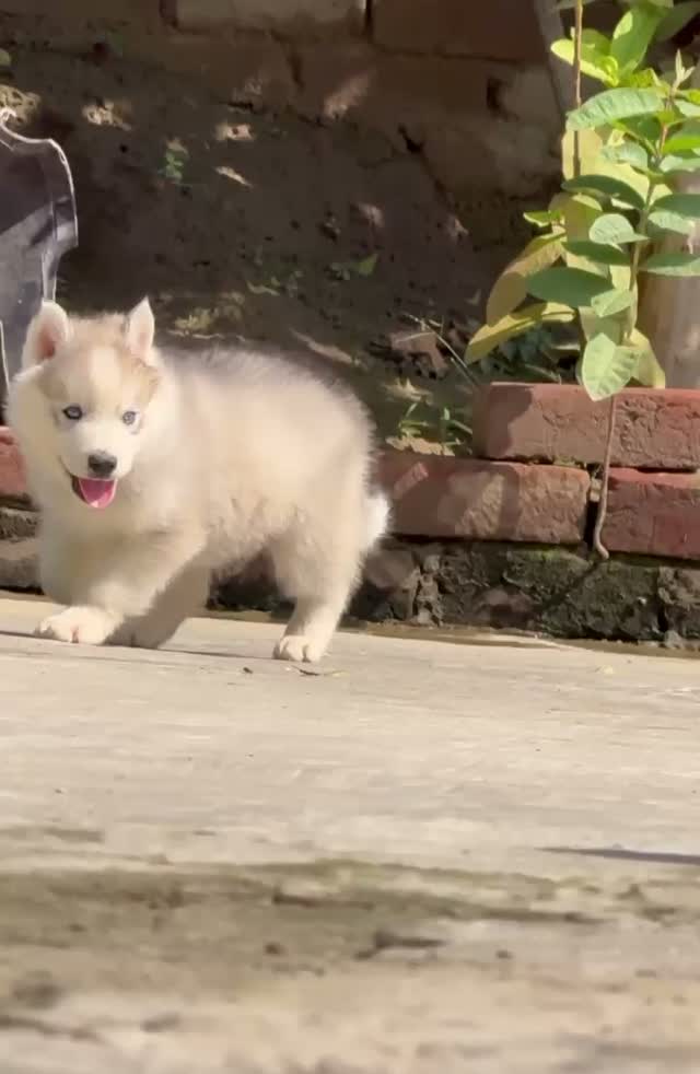 Siberian Husky Puppy | Black & White Color, farm video