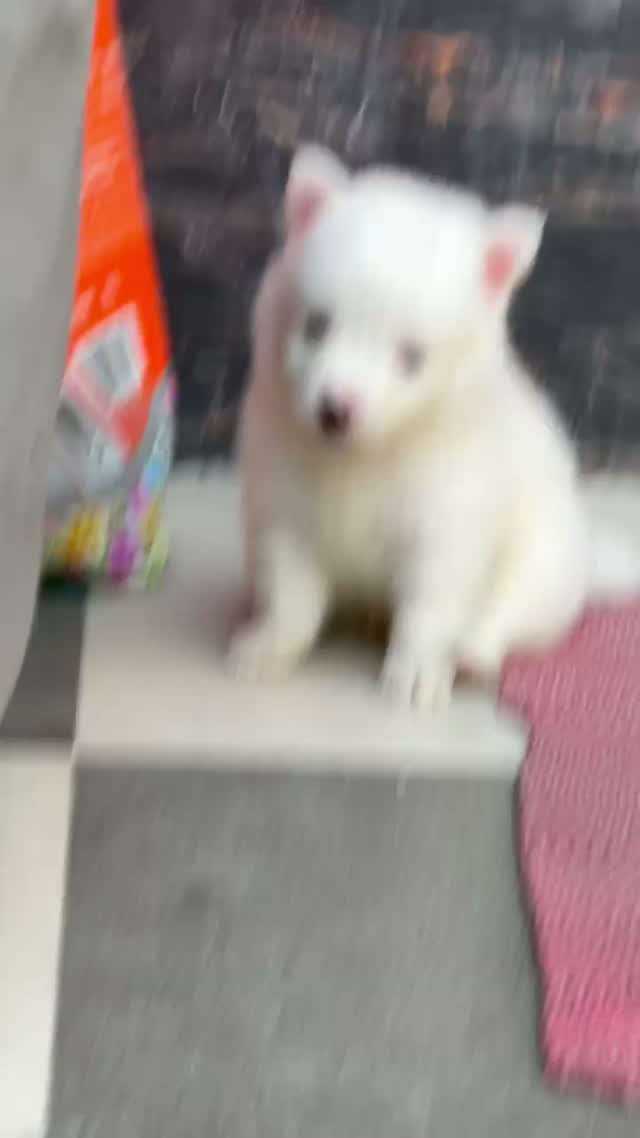 Pomeranian Puppy, farm video