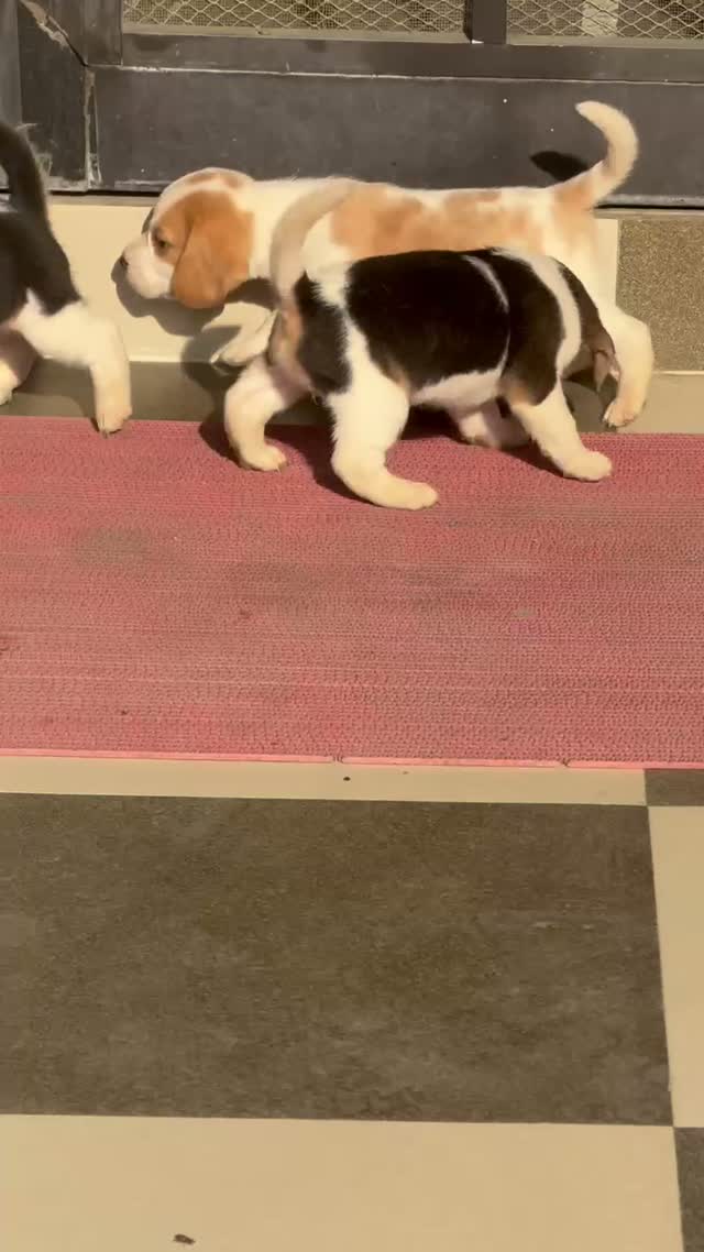 Beagle Black & Tan Puppy, farm video
