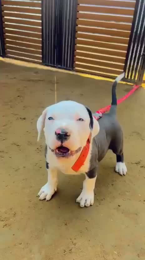 Pitbull Terrier Puppy, farm video