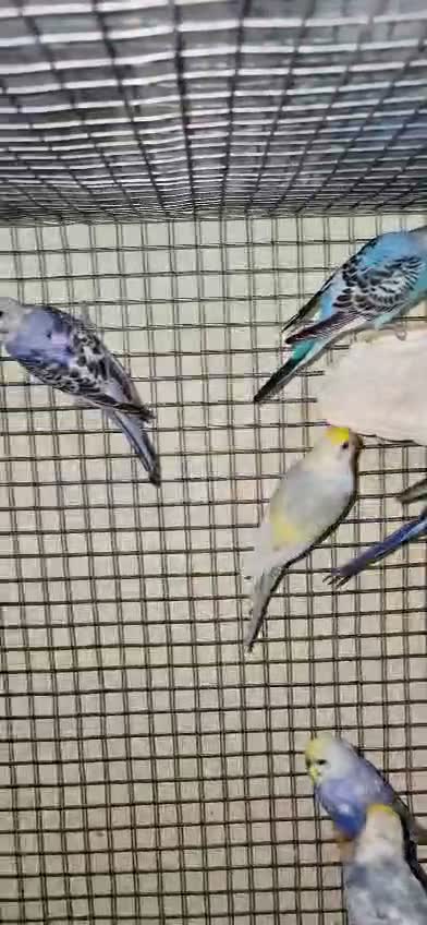 Budgies | Fallow, farm video