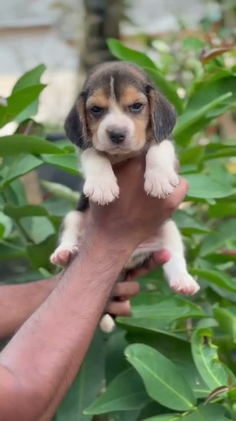 Beagle Black & Tan Puppy, farm video