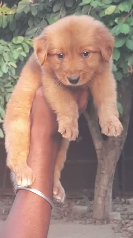 Golden Retriever, farm video