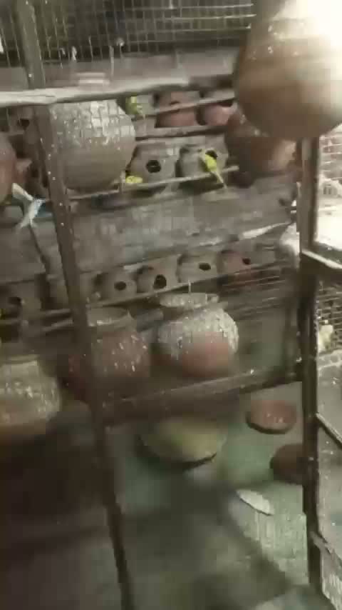 Cockatiel | Pied, farm video