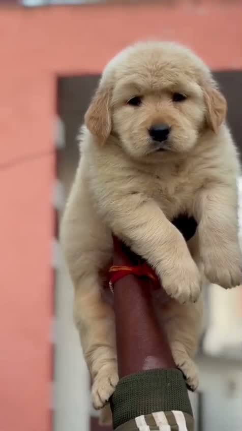 Dachshund Puppy | Brown, farm video