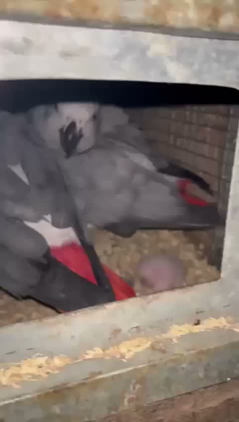 African Grey Parrot, farm video