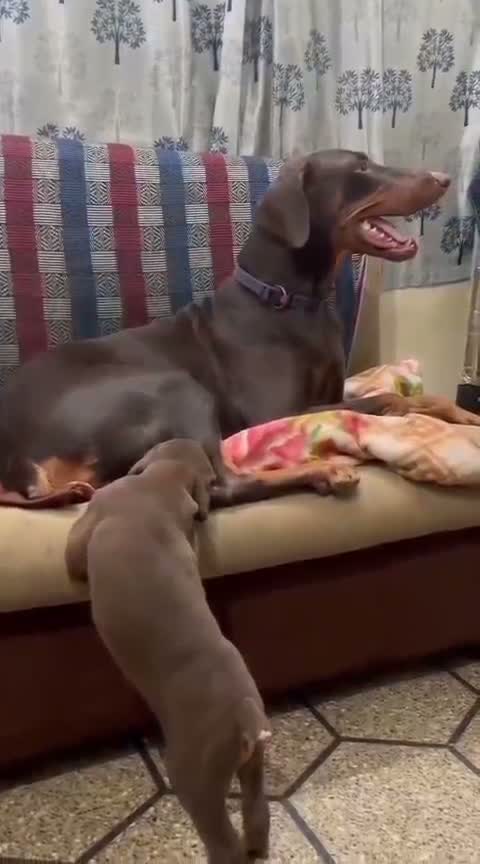 Doberman Pinscher Puppy, farm video