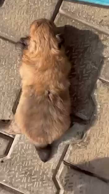 Dachshund Puppy | Brown & Tan, farm video