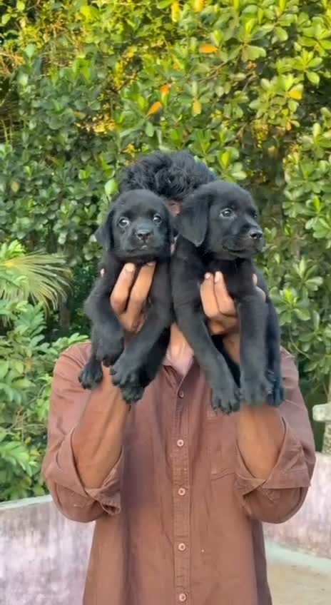 Beagle Black & Tan Puppy, farm video