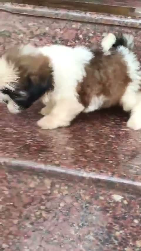 Shih Tzu | Black Color, farm video