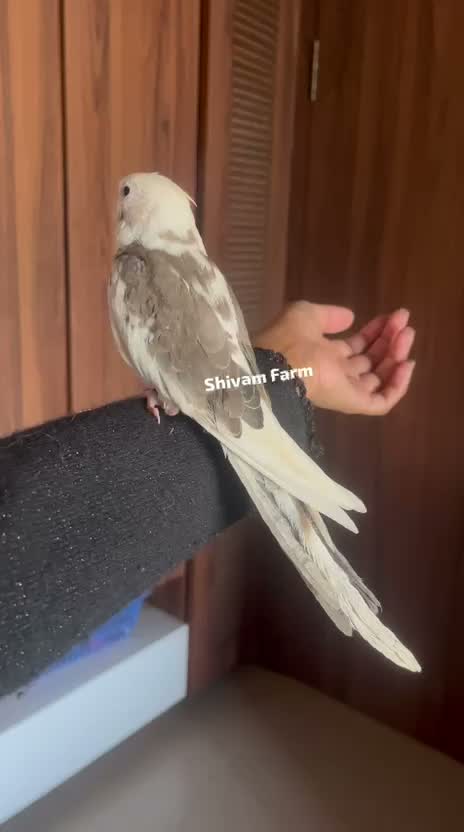 Cockatiel | Pied, farm video