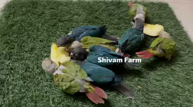 Small Cheek Conure, farm video