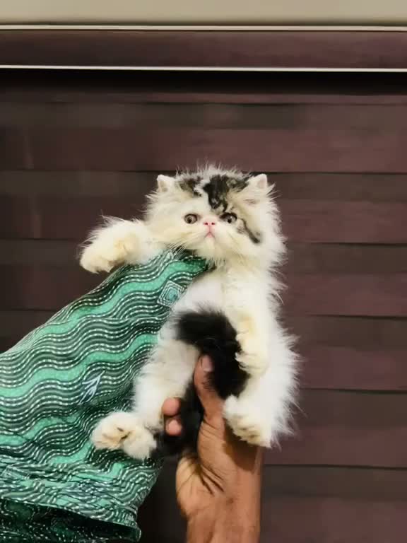 Persian, farm video